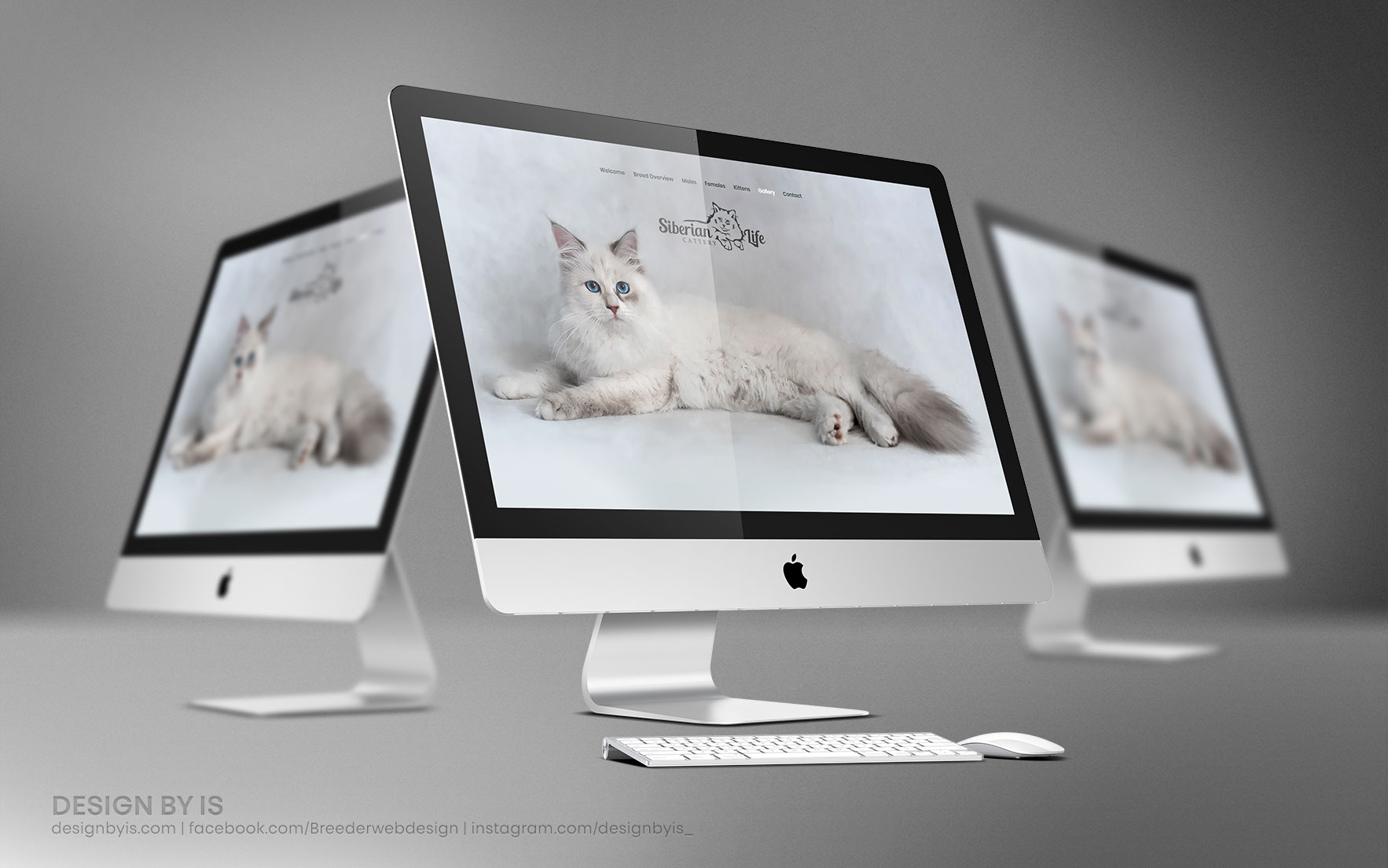Cattery web site design