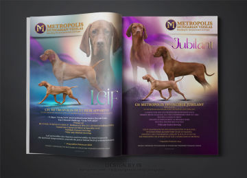 Vizsla kennel ads
