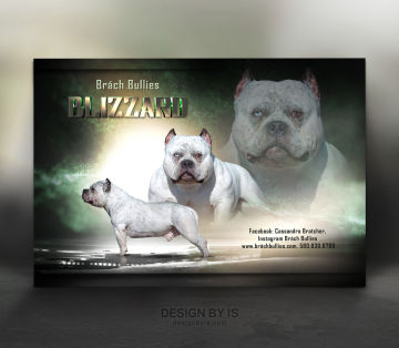 Dog AD