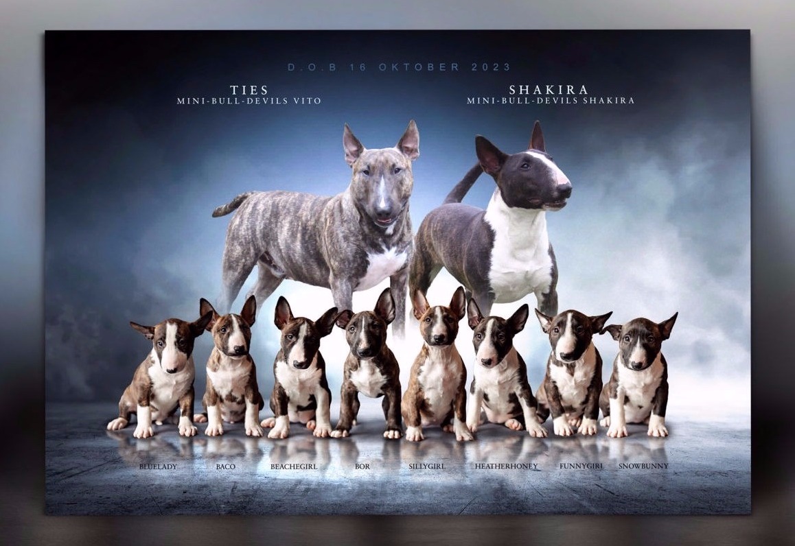 Breeders graphics